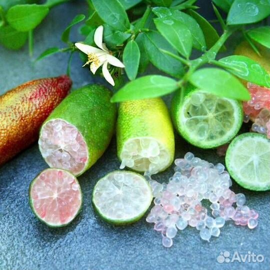 Микроцитрусы или пальчиковые лаймы