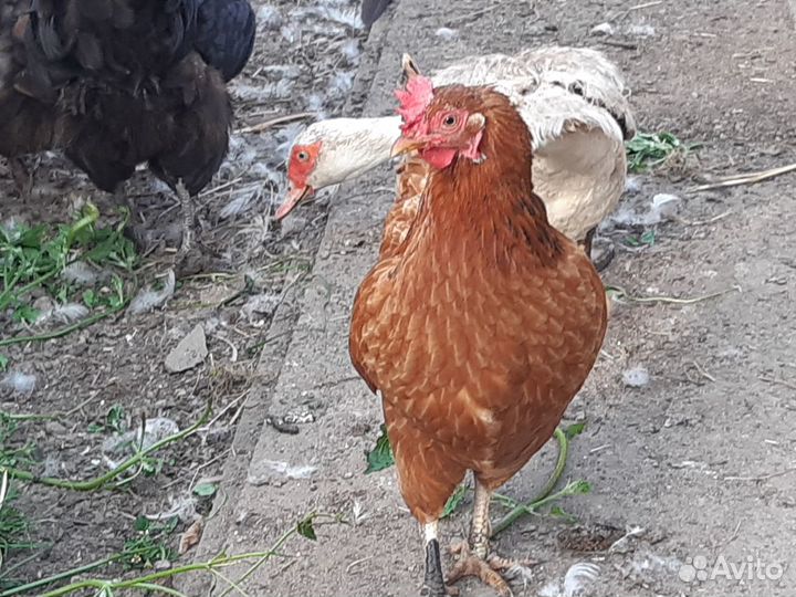 Куры молодки несушки 12мес.,10мес.,5.5 мес.2.5 мес