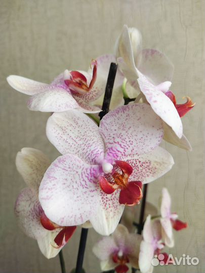 Орхидея