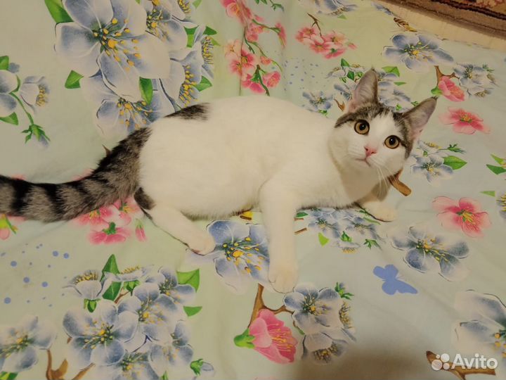 Котёнок в добрые руки