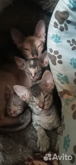 Котики донского сфинкса