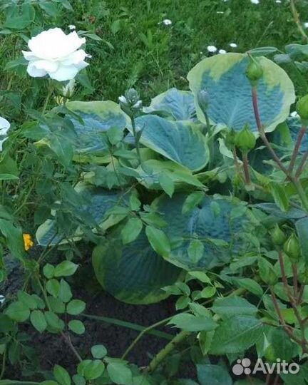 Хоста растение