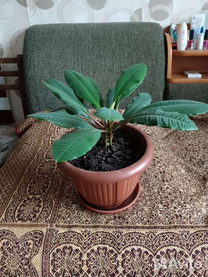 Комнатные цветы