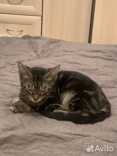 Котенок девочка