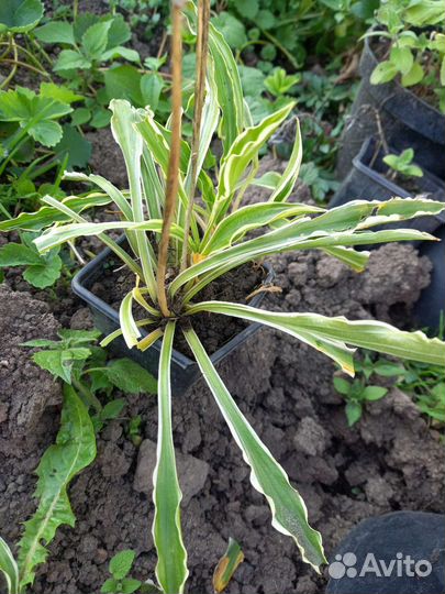 Хоста Стилетто