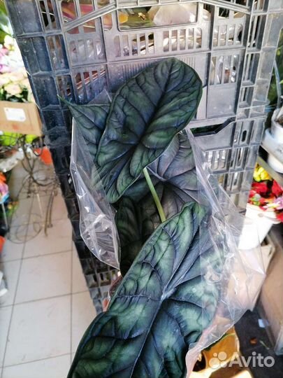 Алоказия шкура дракона Алоказия Dragon Scale