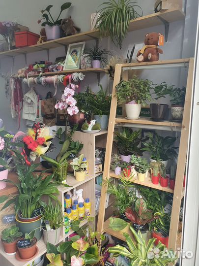 Цветочный магазин готовый бизнес