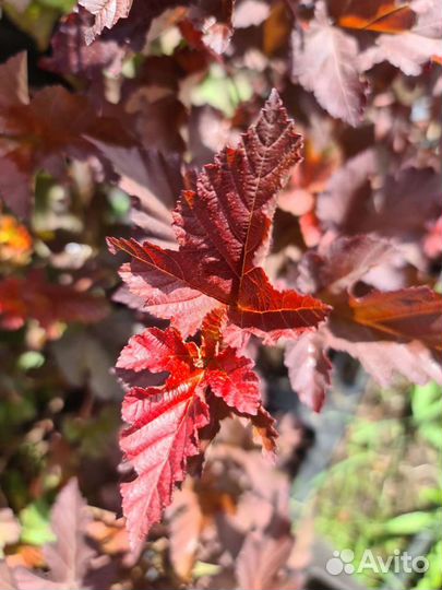 Пузыреплодник калинолистный в ассортименте