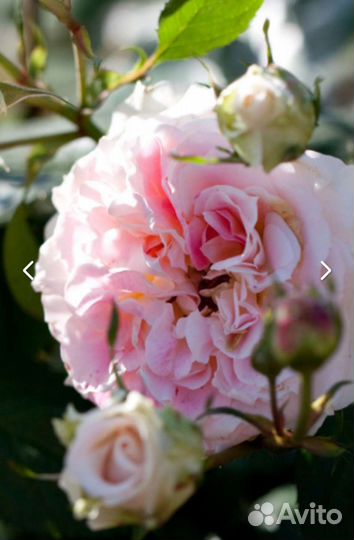 Роза Ангстрем, Зефир, Алая, Марон