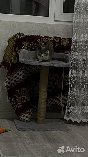 Кошка в добрые руки