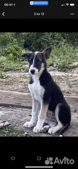 Собака в добрые руки