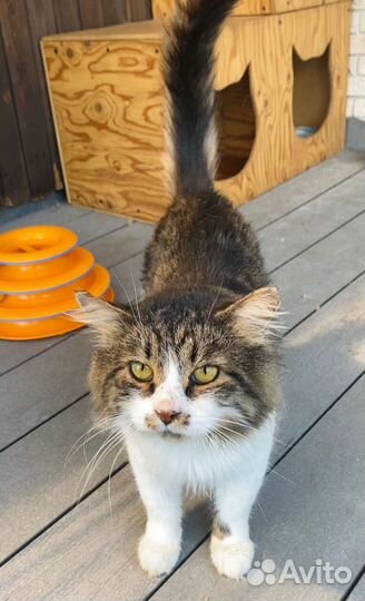 Добрый, спокойный, интеллигентный кот