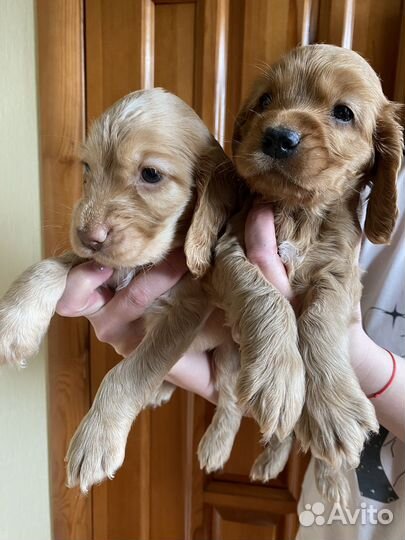 Кокер спаниель