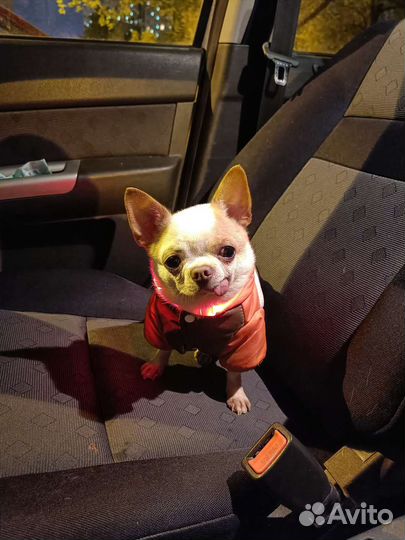 Чихуахуа mini вязка