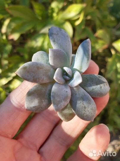 Суккуленты 7