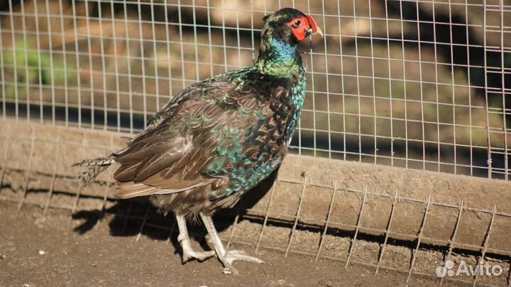 Фазаны Румынские, цесарята, фазанята, яйца цесарки