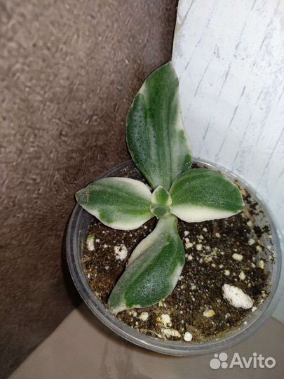 Алоэ, Пеперомии и другие