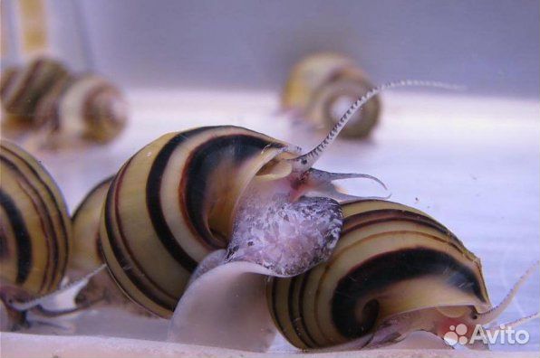 Улитки спикси аквариумные