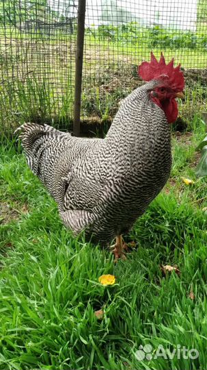 Плимутрок. Петух племенной.Чистокровный (генофонд)