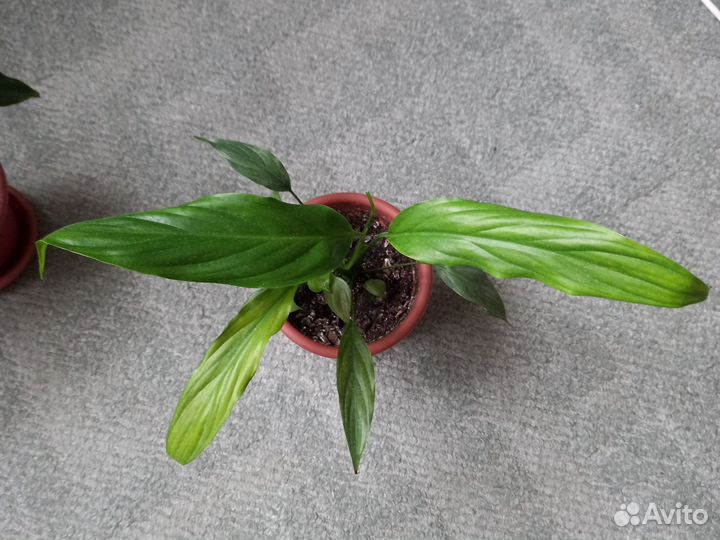 Спатифиллум.комнатные цветы