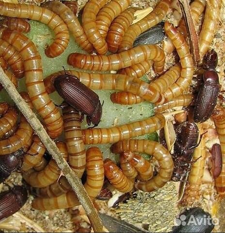 Мучной хрущь вкусняшка насекомоядным питомцам