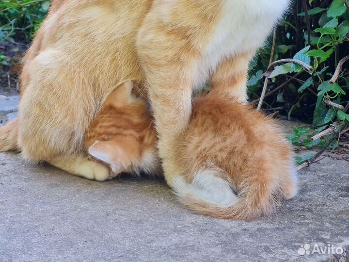 Котенок в самые добрые руки