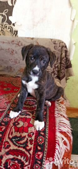 Отдам в добрые руки