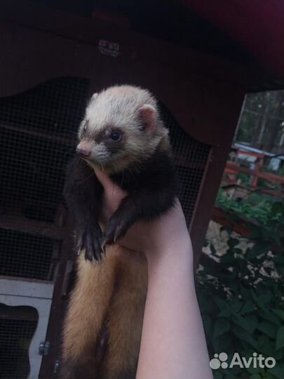 Домашний хорек