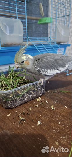 Попугай корелла, птенцы