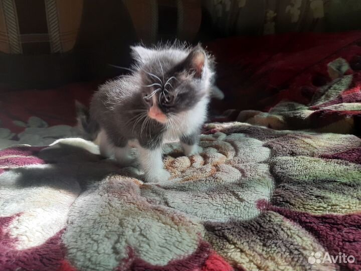 Котята ищут хозяина