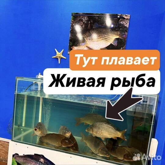 Сало Беларусское с мясом/без мяса