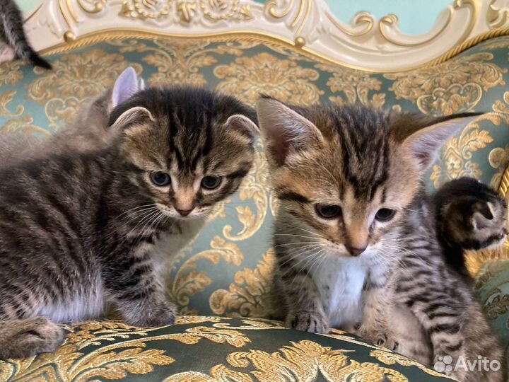 Шотландские котята