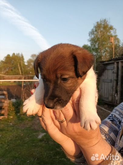 Фокстерьер