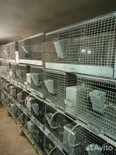 Шиншиллы грызуны с клеткой