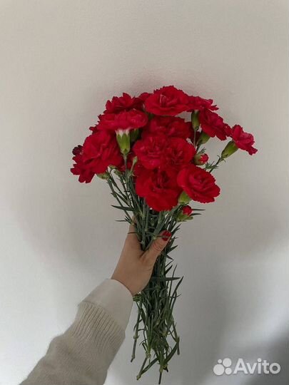 Цветы гвоздика оптом