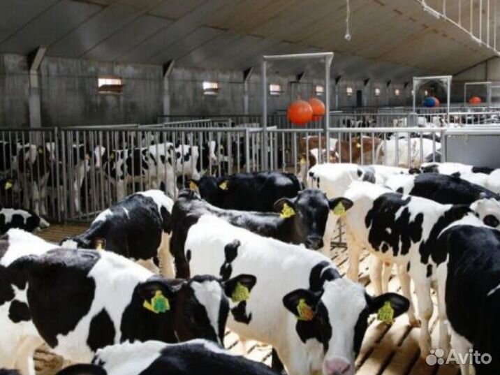 Бычки телята отборные