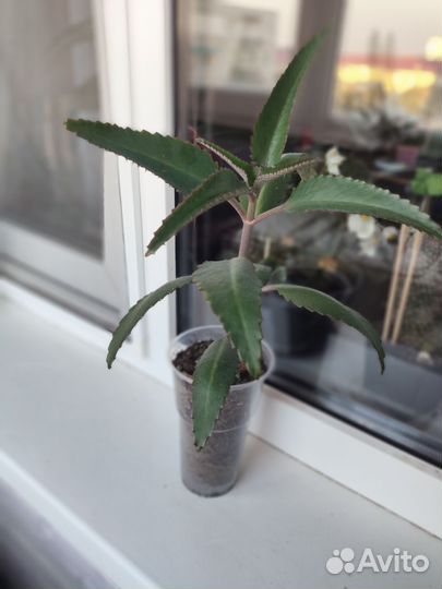 Каланхоэ лечебное