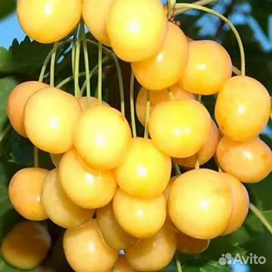 Черешня Дрогано