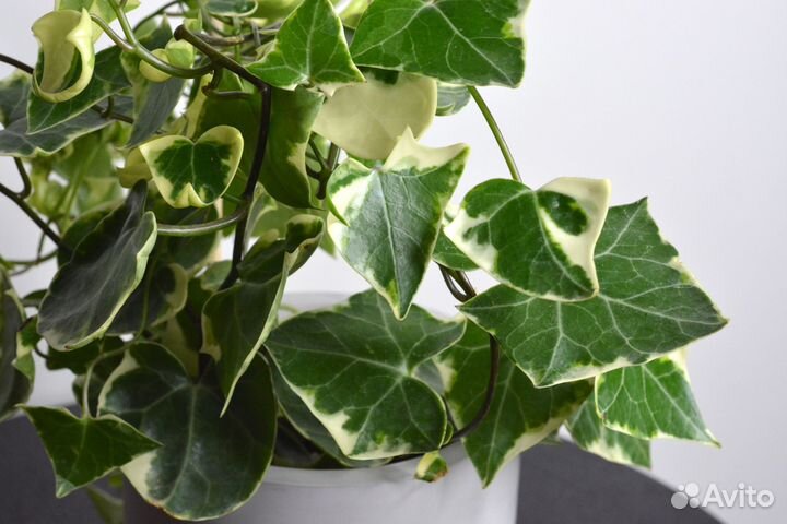 Крестовник (Сенецио) Макроглоссус Вариегата / Sene