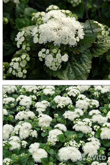 Агератум рассада в кассетах