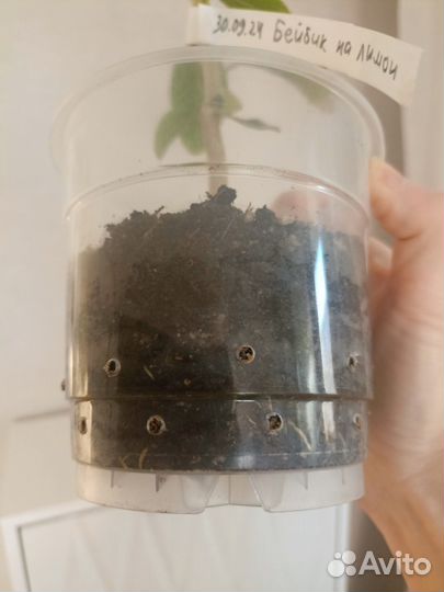 Мандарин, привитый из магазинной веточки, бэйбик