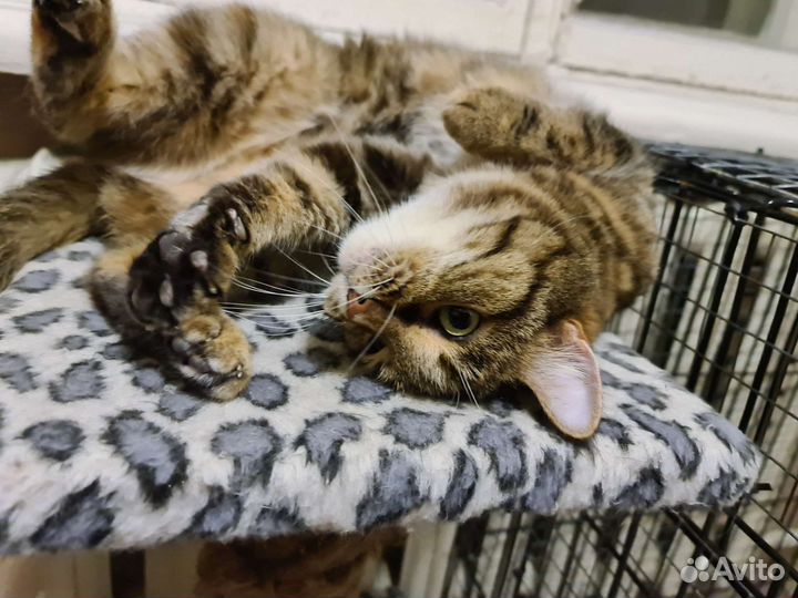 Красивейшая Мария в дар Надёжным людям