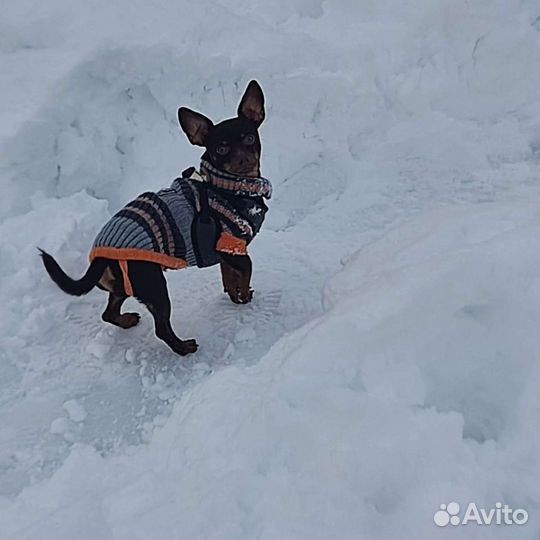 Вязка той-терьер