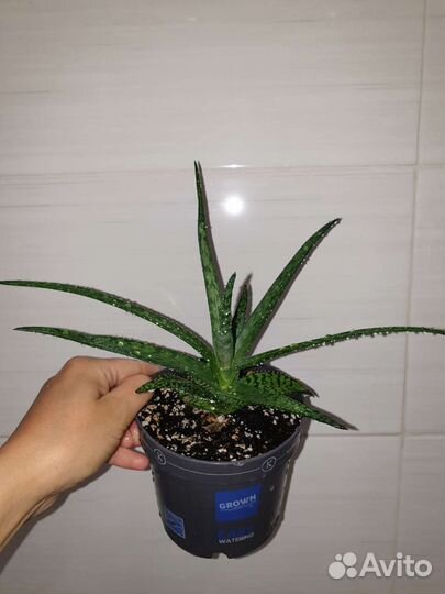 Алоэ вариегатный