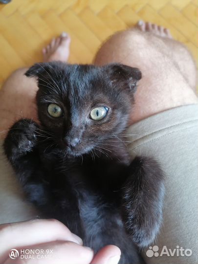 Отдам кота в добрые руки