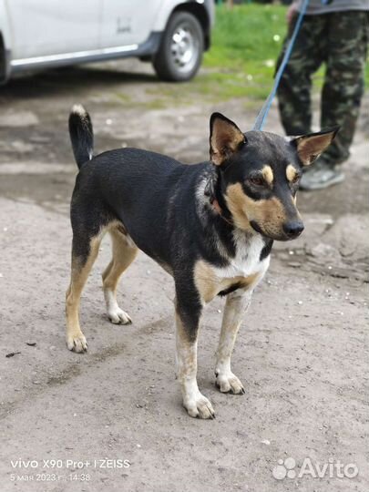 Лучший пес в мире ищет дом