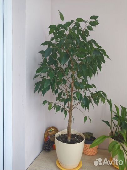 Фикус бенджамина, спатифиллум