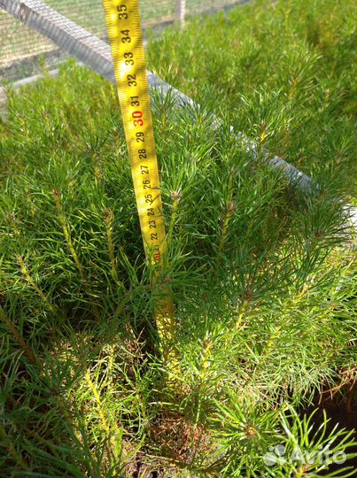 Сеянцы сосны, ель европейская