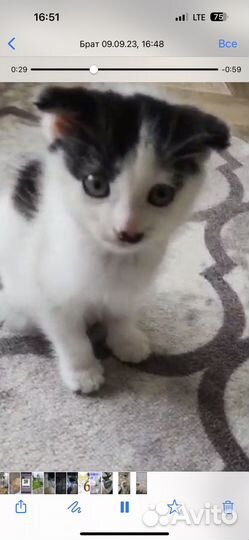 Котеночек белый с черным и с висячими ушками