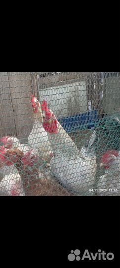 Молодые петухи